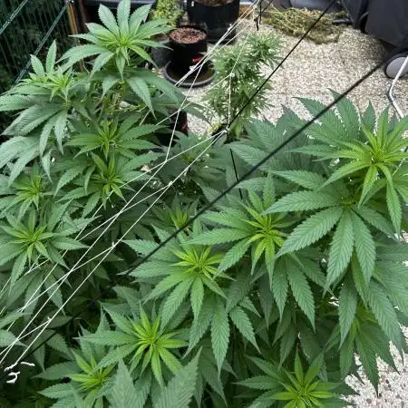Sweet pure CBD