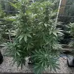 Ganja Farmer Jealousy Automatik