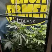 GanjaFarmer SponsorGrow