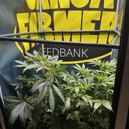 GanjaFarmer SponsorGrow