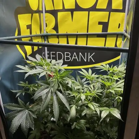 GanjaFarmer SponsorGrow