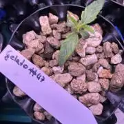 Positronics Seeds Testgrow (Eyva-Run)