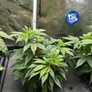 Positronics Seeds Testgrow (Eyva-Run)