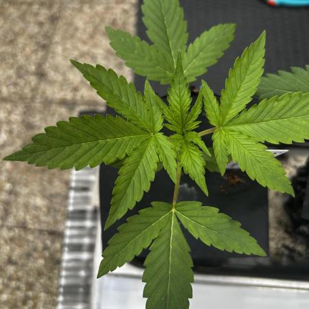 Godfather OG Auto
