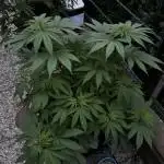 Sweet pure CBD