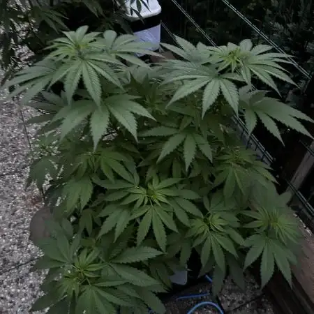 Sweet pure CBD