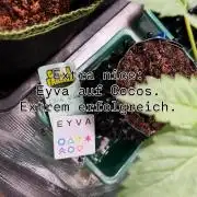 Local Ganja Farm