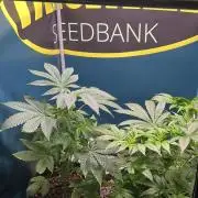 GanjaFarmer SponsorGrow