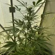 Gelato Grow