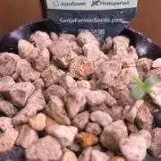 GanjaFarmer SponsorGrow