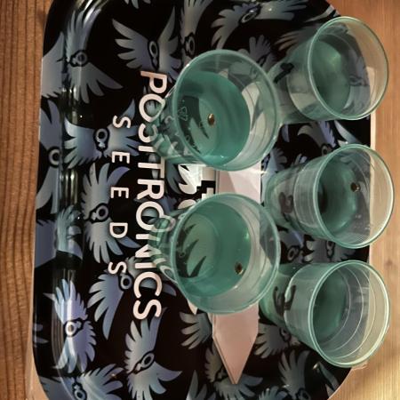 Positronics Seeds Testgrow (Eyva-Run)