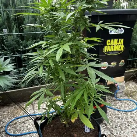 Godfather OG Auto