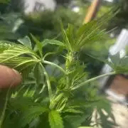 Local Ganja Farm