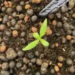 Divine Seeds Auto Divine Rapier