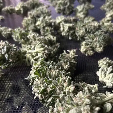 Zamnesia White Widow Automatik F1