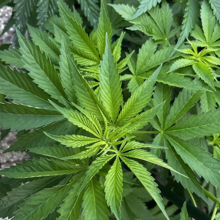 Local Ganja Farm
