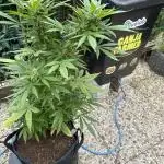 Godfather OG Auto