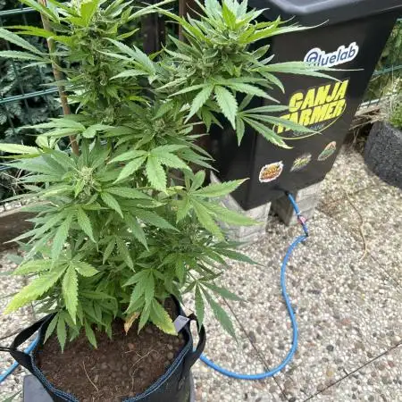 Godfather OG Auto