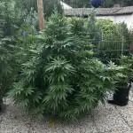 Sweet pure CBD