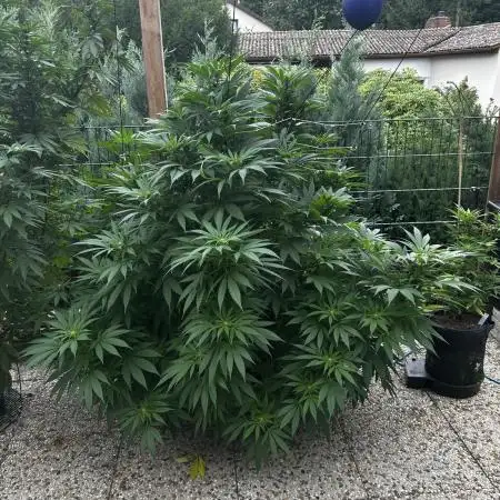 Sweet pure CBD