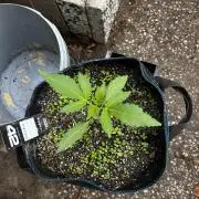 Gelato Grow