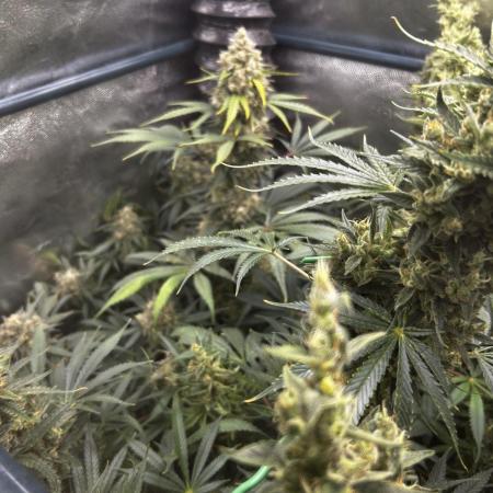 EYVA & Sweet Seeds Sponsorgrow