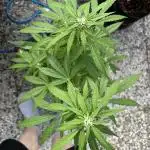 Godfather OG Auto