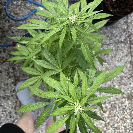 Godfather OG Auto