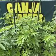 Local Ganja Farm