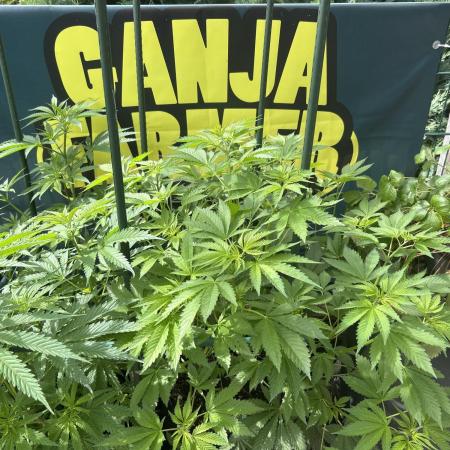 Local Ganja Farm