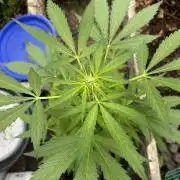 Gelato Grow