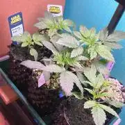 GanjaFarmer SponsorGrow