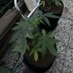 Godfather OG Auto