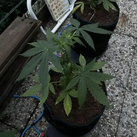 Godfather OG Auto