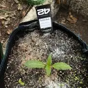 Gelato Grow