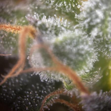 EYVA & Sweet Seeds Sponsorgrow