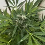 Gelato Grow