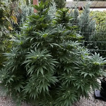 Sweet pure CBD