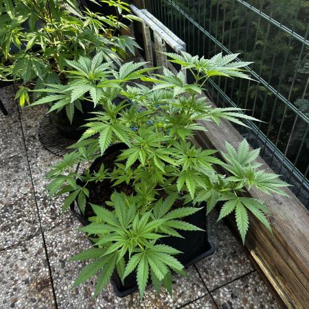 Sweet pure CBD