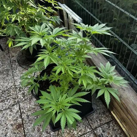 Sweet pure CBD
