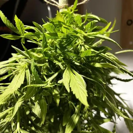 Godfather OG Auto