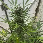 Gelato Grow