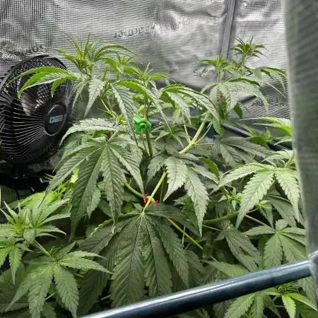 THCV Kannabia Seeds