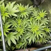 Positronics Seeds Testgrow (Eyva-Run)