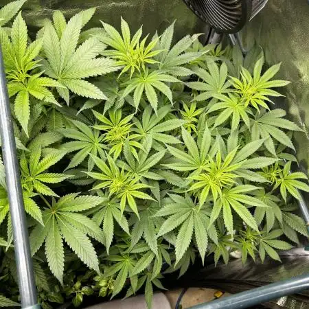 Positronics Seeds Testgrow (Eyva-Run)