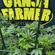 Local Ganja Farm