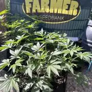 Local Ganja Farm