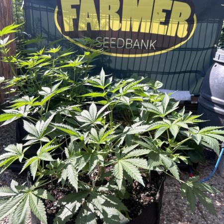Local Ganja Farm