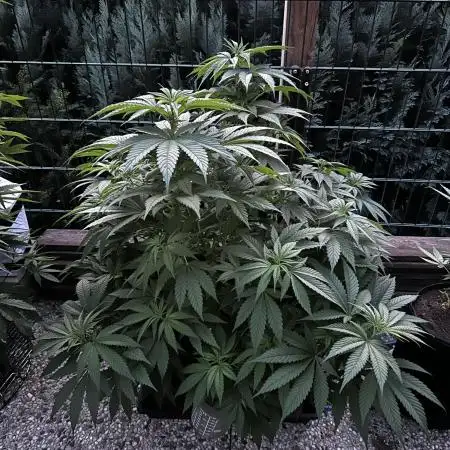 Sweet pure CBD