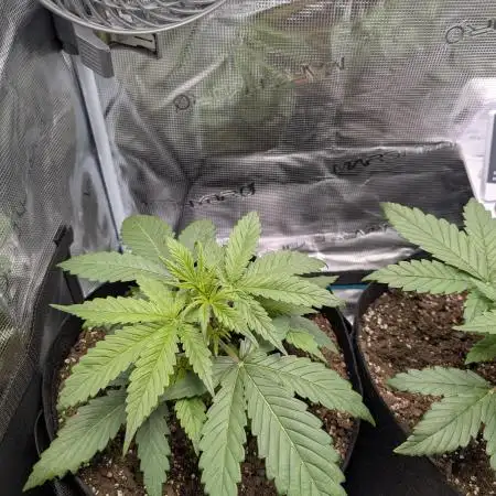 Sour Jealousy Auto - Fast Buds
